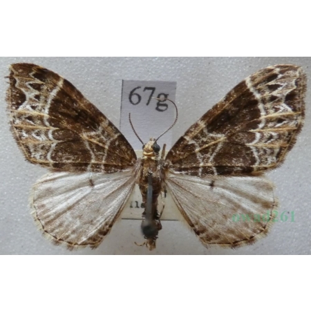 Ecliptopera silaceata (Denis & Schiffermüller, 1775) Paśnik niecierpek Czech67g